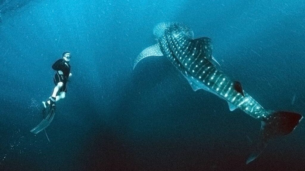 Whale Shark Trip Sumbawa: An Unforgettable Adventure